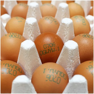 무항생제 방사 유정란 계란 40알 동물복지농장